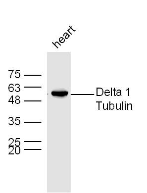 Mouse heart lysates probed with Rabbit Anti-Delta 1 Tubulin Polyclonal Antibody, Unconjugated (bs-14263R) at 1:300 overnight at 4˚C. Followed by a conjugated secondary antibody (bs-0295G-HRP) at 1:5000 for 90 min at 37˚C.