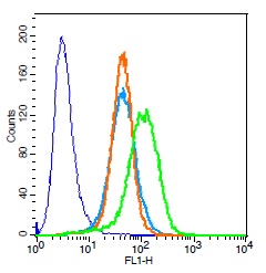 Rat H9C2 cells probed with Rabbit Anti-Troponin T Polyclonal Antibody, Unconjugated (bs-10648R) (green) at 1:50 for 30 minutes followed by a FITC conjugated secondary antibody compared to unstained cells (blue), secondary only(light blue), and isotype control(orange).