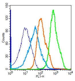 Mouse splenocytes probed with Rabbit Anti-NFkB p65 Polyclonal Antibody, Unconjugated (bs-0465R) (green) at 1:50 for 30 minutes followed by a FITC conjugated secondary antibody compared to unstained cells (blue), secondary only(light blue), and isotype control(orange).