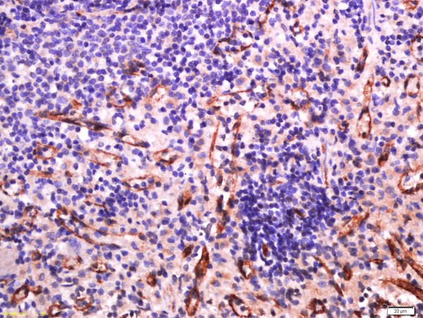 Formalin-fixed and paraffin embedded rat spleen labeled with Anti-Sialoadhesin Polyclonal Antibody, Unconjugated (bs-10751R) at 1:500 followed by conjugation to the secondary antibody and DAB staining.