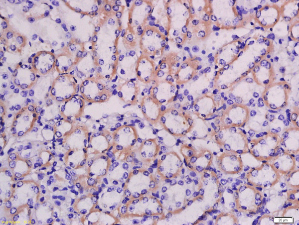 Formalin-fixed and paraffin embedded mouse kidney labeled with Anti-LRRC67 Polyclonal Antibody, Unconjugated (bs-18400R) at 1:200 followed by conjugation to the secondary antibody and DAB staining.