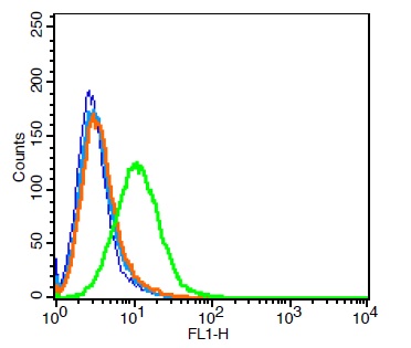 Rat H9C2 cells probed with Rabbit Anti-MOT8/SLC16A2 Polyclonal Antibody, Unconjugated (bs-11434R) at 3ug for 30 minutes followed by incubation with a conjugated secondary (bs-0295G-FITC)(green) for 30 minutes compared to control cells (blue), secondary only (light blue) and isotype control (orange).