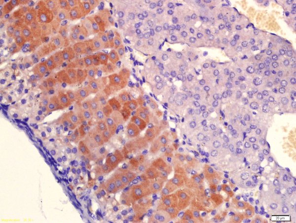 Formalin-fixed and paraffin embedded mouse adrenal gland labeled with Anti-PLAUR Polyclonal Antibody, Unconjugated (bs-1927R) at 1:200 followed by conjugation to the secondary antibody and DAB staining.\n