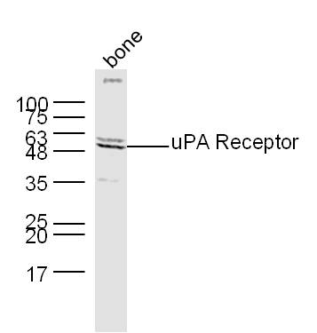 Mouse bone lysates probed with Rabbit Anti-PLAUR Polyclonal Antibody, Unconjugated (bs-1927R) at 1:300 overnight at 4˚C. Followed by a conjugated secondary antibody (bs-0295G-HRP) at 1:5000 for 90 min at 37˚C.