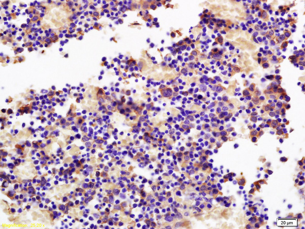 Formalin-fixed and paraffin embedded mouse embryo labeled with Rabbit Anti SOCS3 Polyclonal Antibody, Unconjugated (bs-0580R) at 1:200 followed by conjugation to the secondary antibody and DAB staining