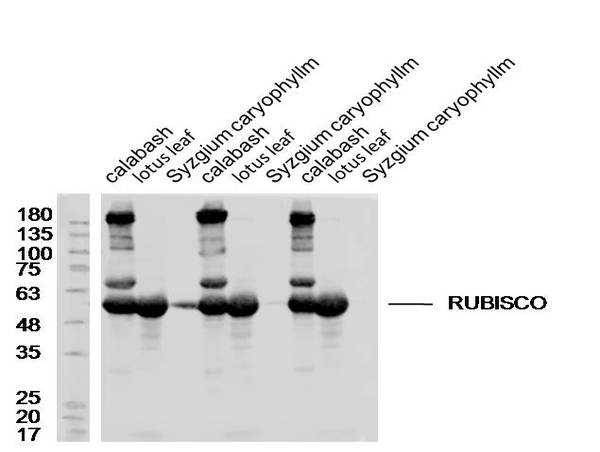 Lane1,4,7: Calabas lysates; Lane 2,5,8: Lotus leaf lysates; Lane 3,6,9: Syzgium caryophyllm lysates probed with Rabbit Anti-RUBISCO Polyclonal Antibody, Unconjugated (bs-6988R) at 1:300 overnight at 4˚C. Followed by a conjugated secondary antibody at 1:10000 for 60 min at 37˚C.