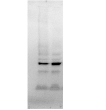 This image was generously provided by Loyda M. Meléndez at the University of Puerto Rico Medical Sciences Campus.\nA total of 30ug of monocyte-derived macrophage lysates were reduced and denatured in 1X Laemli Buffer with beta-mercaptoethanol. Samples were loaded into a TGX 4-20% gel, at 150V for 1 hour. Proteins were transferred to a PVDF membrane and probed for proteins of interest. The membrane was re-probed with Rabbit Anti-GAPDH Polyclonal Antibody (bs-0459R) in 5% milk at 1:250 dilution overnight at 4°C. The next day, the membrane was washed with TBS-T and incubated with goat anti-rabbit HRP conjugated secondary antibody for 1 hour at room temperature. The membrane was exposed for 18 seconds.\n
