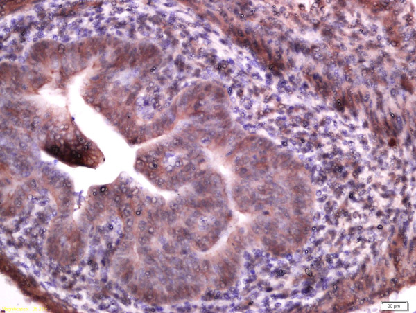 Paraformaldehyde-fixed, paraffin embedded mouse embryonic intestinal tissue; Antigen retrieval by boiling in sodium citrate buffer(pH6) for 15min; Block endogenous peroxidase by 3% hydrogen peroxide for 30 minutes; Blocking buffer (normal goat serum) at 37°C for 20min; Antibody incubation with Rabbit Anti-Manic Fringe Polyclonal Antibody, Unconjugated (bs-12390R) at 1:500 overnight at 4°C, followed by a conjugated secondary and DAB staining