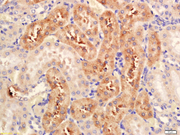 Formalin-fixed and paraffin embedded rat kidney labeled with Anti-Serine Racemase Polyclonal Antibody, Unconjugated (bs-10474R) at 1:200 followed by conjugation to the secondary antibody and DAB staining.\n