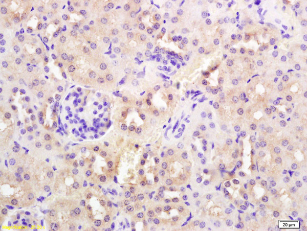 Formalin-fixed and paraffin embedded mouse kidney labeled with Rabbit Anti SYVN1/HRD1 Polyclonal Antibody, Unconjugated (bs-0679R) at 1:200 followed by conjugation to the secondary antibody and DAB staining