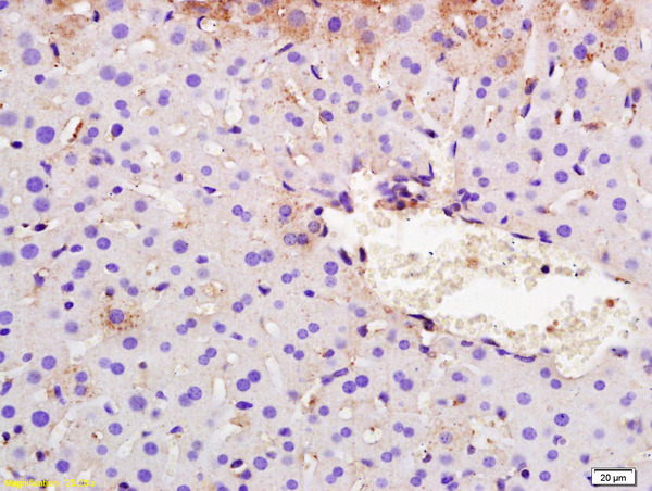 Formalin-fixed and paraffin embedded mouse liver labeled with Rabbit Anti SYVN1/HRD1 Polyclonal Antibody, Unconjugated (bs-0679R) at 1:200 followed by conjugation to the secondary antibody and DAB staining