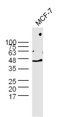 MCF-7 cell lysates probed with Rabbit Anti-GAPDH Polyclonal Antibody (bs-0459R) at 1:300 overnight at 4˚C. Followed by a conjugated secondary antibody (bs-0295G-HRP ) at 1:5000 for 90 min at 37˚C.