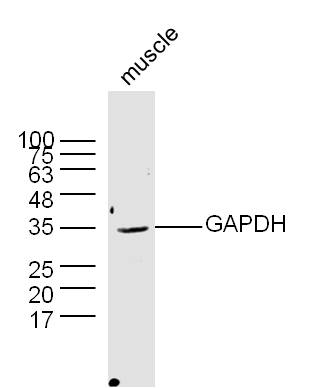 Mouse muscle lysates probed with Rabbit Anti-GAPDH Polyclonal Antibody (bs-0459R) at 1:300 overnight at 4˚C. Followed by a conjugated secondary antibody (bs-0295G-HRP ) at 1:5000 for 90 min at 37˚C. Mouse muscle lysates probed with Rabbit Anti-GAPDH Polyclonal Antibody (bs-0459R) at 1:300 overnight at 4˚C. Followed by a conjugated secondary antibody (bs-0295G-HRP ) at 1:5000 for 90 min at 37˚C.