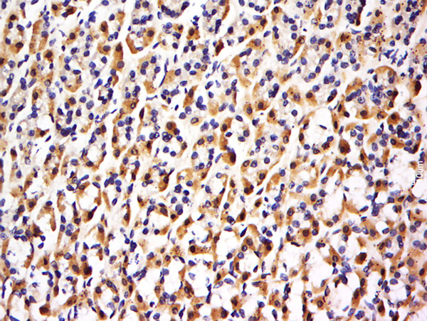 Formalin-fixed and paraffin embedded rat stomach labeled with Anti-FBXO48 Polyclonal Antibody, Unconjugated (bs-16052R) at 1:500 followed by conjugation to the secondary antibody and DAB staining.