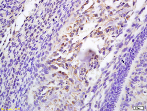 Formalin-fixed and paraffin embedded mouse embryo labeled with Rabbit Anti Galectin 3 Polyclonal Antibody, Unconjugated (bs-0721R) at 1:200 followed by conjugation to the secondary antibody and DAB staining