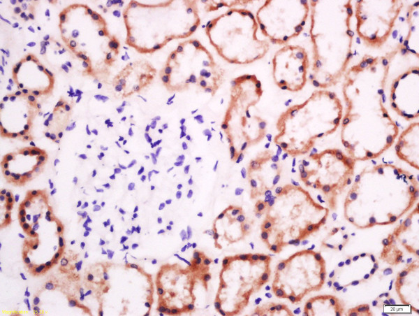 Paraformaldehyde-fixed, paraffin embedded human kidney tissue; Antigen retrieval by boiling in sodium citrate buffer(pH6) for 15min; Block endogenous peroxidase by 3% hydrogen peroxide for 30 minutes; Blocking buffer (normal goat serum) at 37°C for 20min; Antibody incubation with Rabbit Anti-EphB2 R Polyclonal Antibody, Unconjugated (bs-0247R) at 1:200 overnight at 4°C, followed by a conjugated secondary and DAB staining