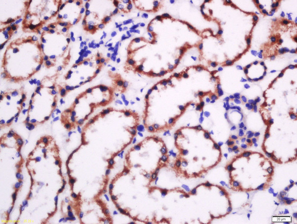 Paraformaldehyde-fixed, paraffin embedded human kidney tissue; Antigen retrieval by boiling in sodium citrate buffer(pH6) for 15min; Block endogenous peroxidase by 3% hydrogen peroxide for 30 minutes; Blocking buffer (normal goat serum) at 37°C for 20min; Antibody incubation with Rabbit Anti-Fibronectin Polyclonal Antibody, Unconjugated (bs-0666R) at 1:500 overnight at 4°C, followed by a conjugated secondary and DAB staining