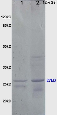 L1 mouse brain lysates L2 mouse liver lysates probed with Anti HSP27\/HspB1\/HSP25 Polyclonal Antibody, Unconjugated (bs-0730R) at 1:200 overnight at 4˚C. Followed by conjugation to secondary antibody (bs-0295G-HRP) at 1:3000 for 90 min at 37˚C. Predicted band 27kD. Observed band size:27kD.\\n