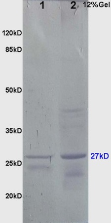 L1 mouse brain lysates L2 mouse liver lysates probed with Anti HSP27/HspB1/HSP25 Polyclonal Antibody, Unconjugated (bs-0730R) at 1:200 overnight at 4˚C. Followed by conjugation to secondary antibody (bs-0295G-HRP) at 1:3000 for 90 min at 37˚C. Predicted band 27kD. Observed band size:27kD.\n