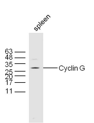 Mouse spleen lysates probed with Rabbit Anti-Cyclin G Polyclonal Antibody, Unconjugated (bs-1389R) at 1:300 overnight at 4˚C. Followed by a conjugated secondary antibody for 90 min at 37˚C.