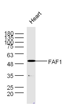 Mouse heart lysates probed with Rabbit Anti-FAF1 Polyclonal Antibody, Unconjugated (bs-1348R) at 1:300 overnight at 4˚C. Followed by a conjugated secondary antibody for 90 min at 37˚C.