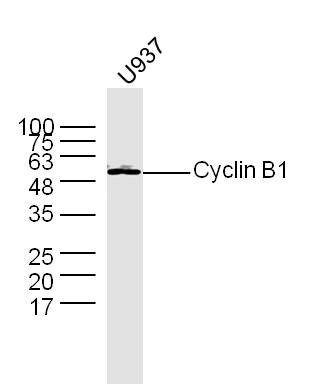 U937 lysates probed with Anti \u2013(Name) Polyclonal Antibody, Unconjugated (Catalog #) at 1:300 overnight at 4˚C. Followed by a conjugated secondary antibody (Secondary Catalog #)  at 1:5000 for 90 min at 37˚C.