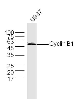 U937 lysates probed with Anti –(Name) Polyclonal Antibody, Unconjugated (Catalog #) at 1:300 overnight at 4˚C. Followed by a conjugated secondary antibody (Secondary Catalog #) at 1:5000 for 90 min at 37˚C.