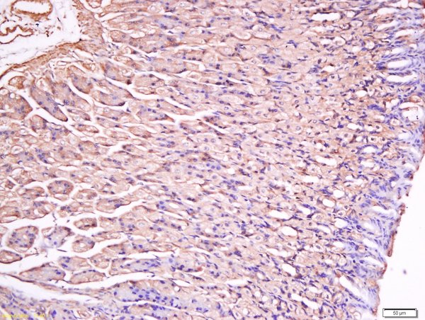 Paraformaldehyde-fixed, paraffin embedded mouse stomach tissue; Antigen retrieval by boiling in sodium citrate buffer(pH6) for 15min; Block endogenous peroxidase by 3% hydrogen peroxide for 30 minutes; Blocking buffer (normal goat serum) at 37°C for 20min; Antibody incubation with Rabbit Anti-Gastrin Polyclonal Antibody, Unconjugated (bs-1189R) at 1:200 overnight at 4°C, followed by a conjugated secondary and DAB staining