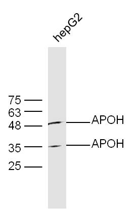 HepG2 lysates probed with Rabbit Anti-APOH Polyclonal Antibody, Unconjugated (bs-1570R) at 1:300 overnight at 4˚C. Followed by a conjugated secondary antibody for 90 min at 37˚C.