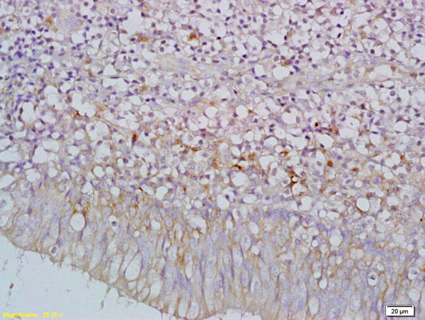 Formalin-fixed and paraffin embedded mouse embryo labeled with Rabbit Anti NGX6/C9orf127 Polyclonal Antibody, Unconjugated (bs-1065R) at 1:200 followed by conjugation to the secondary antibody and DAB staining