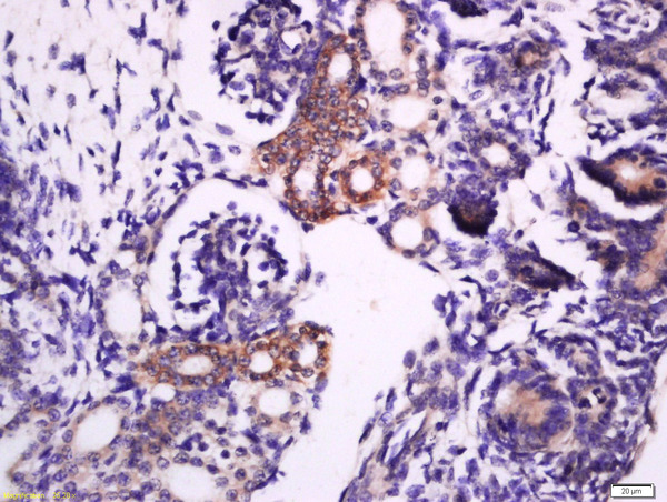 Paraformaldehyde-fixed, paraffin embedded mouse embryo; Antigen retrieval by boiling in sodium citrate buffer (pH6) for 15min; Block endogenous peroxidase by 3% hydrogen peroxide for 30 minutes; Blocking buffer (normal goat serum) at 37°C for 20min; Antibody incubation with Rabbit Anti-Syntaxin 1a(Ser188) Polyclonal Antibody, Unconjugated (bs-10315R) at 1:200 overnight at 4°C, followed by a conjugated secondary for 90 minutes and DAB staining.
