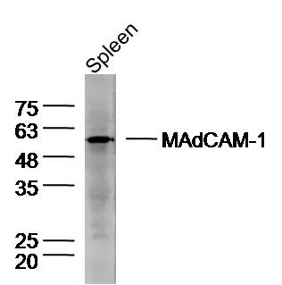 Mouse spleen lysates probed with Rabbit Anti-MAdCAM-1 Polyclonal Antibody, Unconjugated (bs-0642R) at 1:300 overnight at 4˚C. Followed by a conjugated secondary antibody at 1:10000 for 90 min at 37˚C.