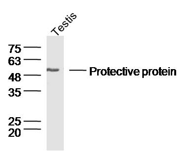 Mouse testis lysates probed withRabbit Anti-Lysosomal Protective Protein Polyclonal Antibody, Unconjugated (bs-6040R) at 1:300 overnight at 4˚C. Followed by a conjugated secondary antibody at 1:5000 for 90 min at 37˚C.