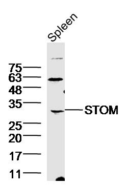 Mouse spleen lysate 30ug, probed (bs-10443R) at 1:300 overnight in 4˚C. Followed by conjugation to the secondary antibody (bs-0295G-HRP) at 1:5000 90min in 37˚C. Predicted and observed band size: 32kDa (dimer present at around 64kDa).