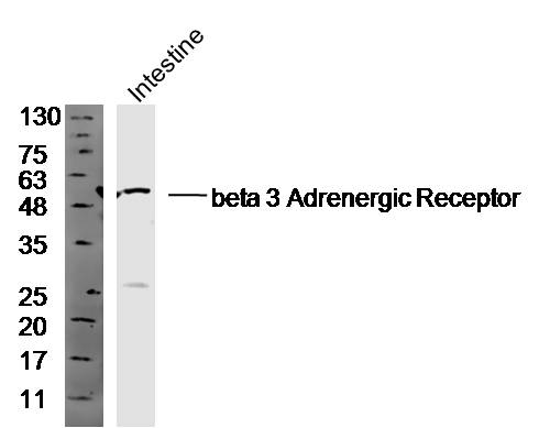 Mouse intestine lysate 30ug, probed (bs-10921R) at 1:300 overnight in 4˚C. Followed by conjugation to the secondary antibody (bs-0295G-HRP) at 1:10000 90min in 37˚C.