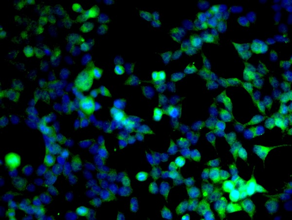 Image provided by One World Lab validation program. HEK293 cells probed with Rabbit Anti-Cyclin B1 Polyclonal Antibody (bs-0572R) at 1:50 for 60 minutes at room temperature followed by Goat Anti-Rabbit IgG (H+L) Alexa Fluor 488 Conjugated secondary antibody.