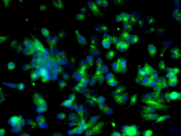 Image provided by One World Lab validation program. MCF-7 cells probed with Rabbit Anti-Cyclin B1 Polyclonal Antibody (bs-0572R) at 1:50 for 60 minutes at room temperature followed by Goat Anti-Rabbit IgG (H+L) Alexa Fluor 488 Conjugated secondary antibody.\n
