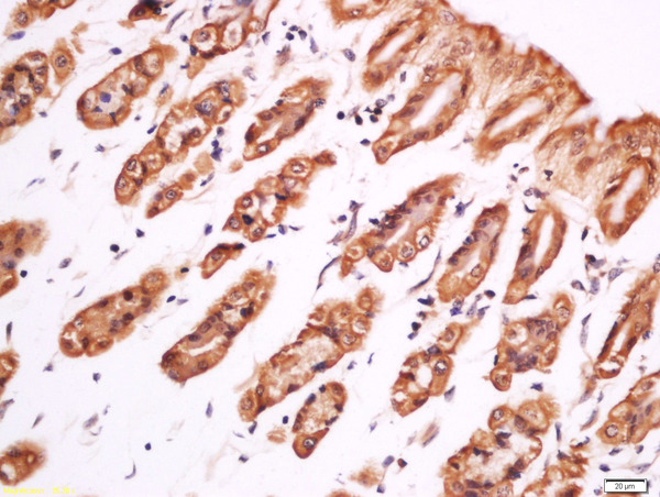Paraformaldehyde-fixed, paraffin embedded mouse stomach; Antigen retrieval by boiling in sodium citrate buffer (pH6) for 15min; Block endogenous peroxidase by 3% hydrogen peroxide for 30 minutes; Blocking buffer (normal goat serum) at 37°C for 20min; Antibody incubation with Rabbit Anti-PLC gamma 1 (Tyr783) Polyclonal Antibody, Unconjugated (bs-3343R) at 1:200 overnight at 4°C, followed by a conjugated secondary for 90 minutes and DAB staining