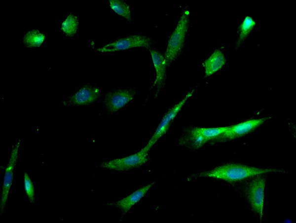 Image provided by One World Lab validation program. U138 cells probed with Rabbit Anti-Integrin Alpha 3 + Beta 1 Polyclonal Antibody (bs-1057R) at 1:50 for 60 minutes at room temperature followed by Goat Anti-Rabbit IgG (H+L) Alexa Fluor 488 Conjugated secondary antibody.