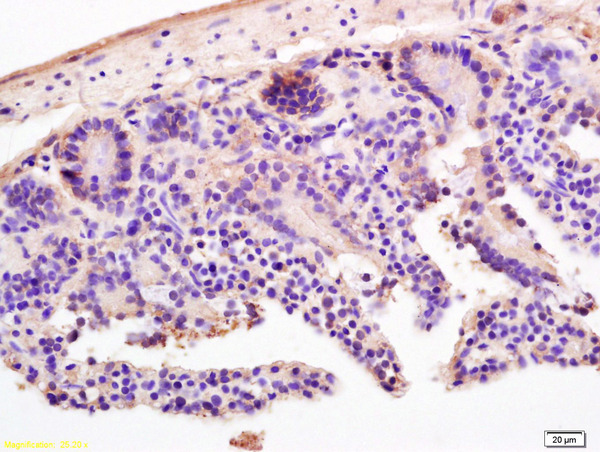 Formalin-fixed and paraffin embedded mouse intestine labeled with Rabbit Anti LI-cadherin Polyclonal Antibody, Unconjugated (bs-1617R) at 1:200 followed by conjugation to the secondary antibody and DAB staining