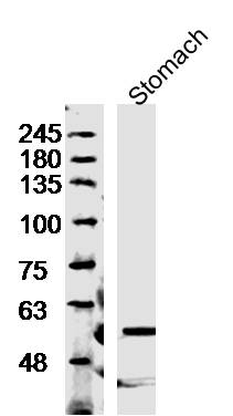 Mouse stomach lysates probed with Anti-Trehalase Polyclonal Antibody, Unconjugated (bs-16712R) at 1:500 overnight at 4˚C. Followed by a conjugated secondary antibody (bs-0295G-HRP) at 1:5000 for 90 min at 37˚C.\n