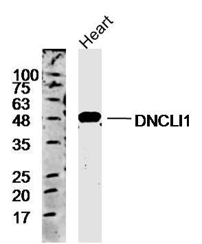 Mouse heart lysates probed with Anti-DNCLI1 Polyclonal Antibodyy, Unconjugated (bs-20152R) at 1:500 overnight at 4˚C. Followed by a conjugated secondary antibody (bs-0295G-HRP) at 1:10000 for 90 min at 37˚C.\n