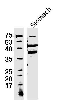 Mouse stomach lysates probed with Anti-TREX2 Polyclonal Antibody, Unconjugated (bs-16713R) at 1:500 overnight at 4˚C. Followed by a conjugated secondary antibody (bs-0295G-HRP) at 1:10000 for 90 min at 37˚C.\n