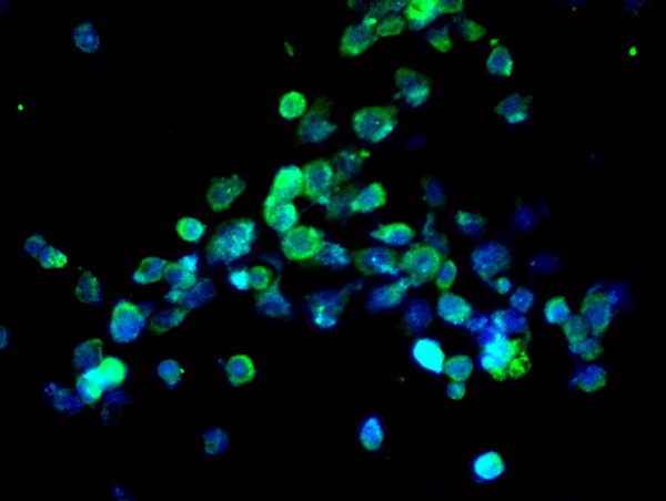 Image provided by One World Lab validation program. A431 cells probed with Rabbit Anti-Caspase 8 Polyclonal Antibody (bs-0052R) at 1:50 for 60 minutes at room temperature followed by Goat Anti-Rabbit IgG (H+L) Alexa Fluor 488 Conjugated secondary antibody.