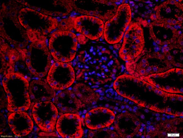 Paraformaldehyde-fixed, paraffin embedded rat kidney; Antigen retrieval by boiling in sodium citrate buffer (pH6) for 15min; Block endogenous peroxidase by 3% hydrogen peroxide for 30 minutes; Blocking buffer (normal goat serum) at 37°C for 20min; Antibody incubation with Rabbit Anti-FZD3/Frizzled 3 Polyclonal Antibody, Unconjugated (bs-13239R) at 1:200 overnight at 4°C, followed by the secondary antibody was Goat Anti-Rabbit IgG, Cy3 conjugated(bs-0295G-Cy3)used at 1:200 dilution for 40 minutes at 37°C. DAPI(5ug/ml) was used to stain the cell nuclei.