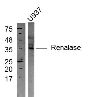 U937 cell lysates probed with Rabbit Anti-Renalase Polyclonal Antibody, Unconjugated (bs-7693R) at 1:300 in 4˚C overnight. Followed by conjugation to secondary antibody (bs-0295G-HRP) at 1:5000 for 90min at 37˚C.