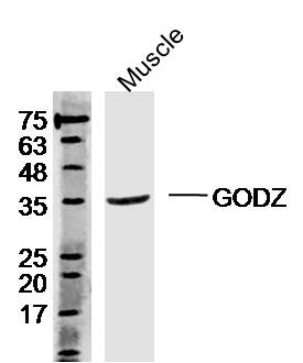 Mouse muscle lysates probed with Rabbit Anti-ZDHHC3 Polyclonal Antibody, Unconjugated (bs-12034R) at 1:300 overnight at 4˚C. Followed by a conjugated secondary antibody (bs-0295G-HRP) at 1:5000 for 90 min at 37˚C.