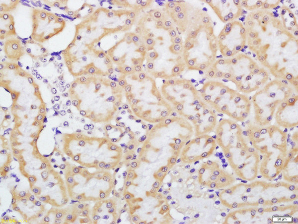 Paraformaldehyde-fixed, paraffin embedded rat kidney tissue; Antigen retrieval by boiling in sodium citrate buffer(pH6) for 15min; Block endogenous peroxidase by 3% hydrogen peroxide for 30 minutes; Blocking buffer (normal goat serum) at 37°C for 20min; Antibody incubation with Rabbit Anti-beta defensin 1 Polyclonal Antibody, Unconjugated (bs-1163R) at 1:200 overnight at 4°C, followed by a conjugated secondary and DAB staining