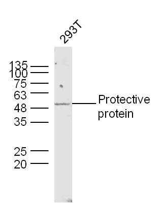 Human 293T lysates probed with Lysosomal Protective Protein Polyclonal Antibody, unconjugated (bs-6040R) at 1:300 overnight at 4°C followed by a conjugated secondary antibody at 1:10000 for 90 minutes at 37°C.