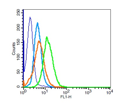 HeLa cells probed with Estrogen receptor beta Polyclonal Antibody, Unconjugated (bs-0116R) at 1:100 for 30 minutes followed by incubation with a conjugated secondary (bs-0295G-PE) (green) for 30 minutes compared to control cells (blue), secondary only (light blue) and isotype control (orange).